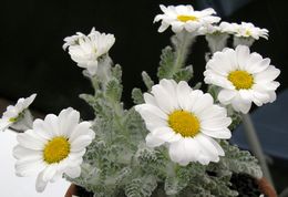 Plancia ëd <i>Pyrethrum leontopodium</i>