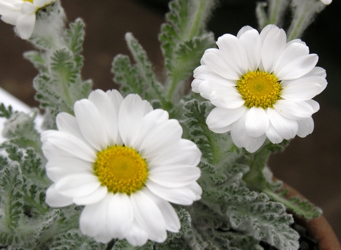 Plancia ëd <i>Pyrethrum leontopodium</i>