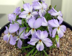 Image of birdfoot violet