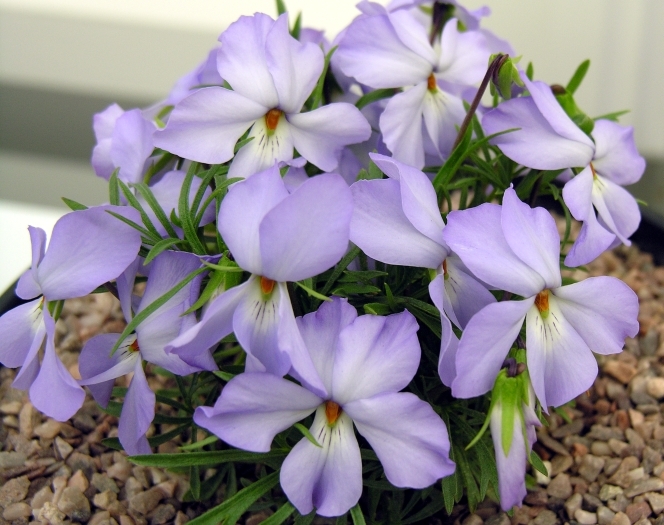 Image of birdfoot violet