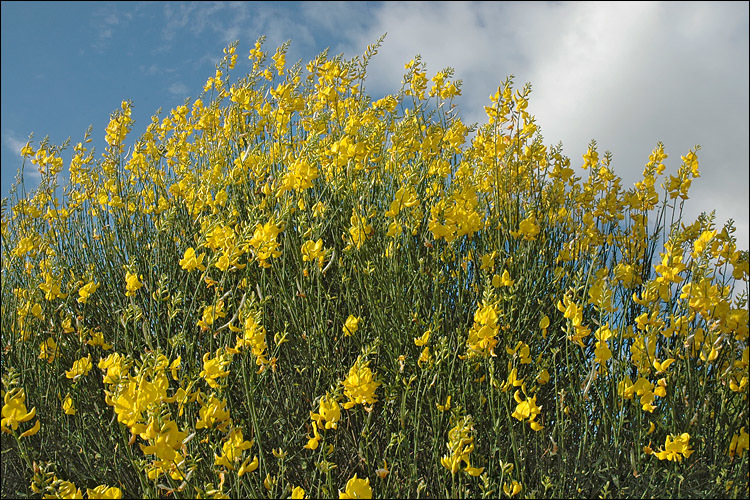 Image of Spanish broom