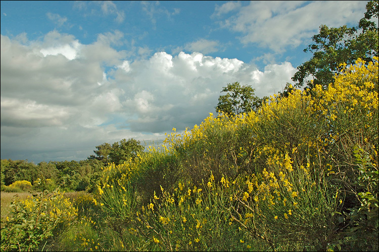 Image of Spanish broom