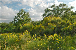 Image of Spanish broom