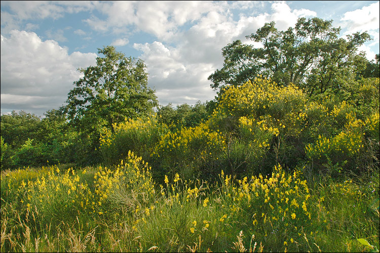 Image of Spanish broom