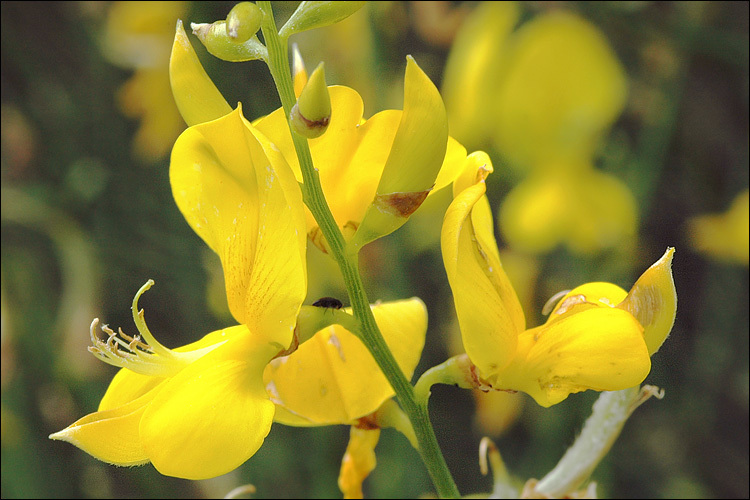 Image of Spanish broom