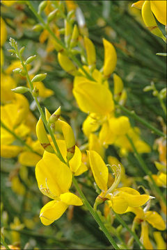 Image of Spanish broom