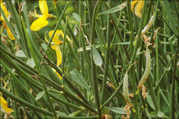 Image of Spanish broom