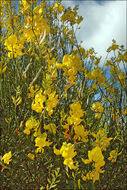 Image of Spanish broom