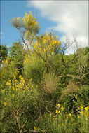 Image of Spanish broom