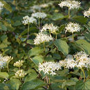 Imagem de Cornus sanguinea L.