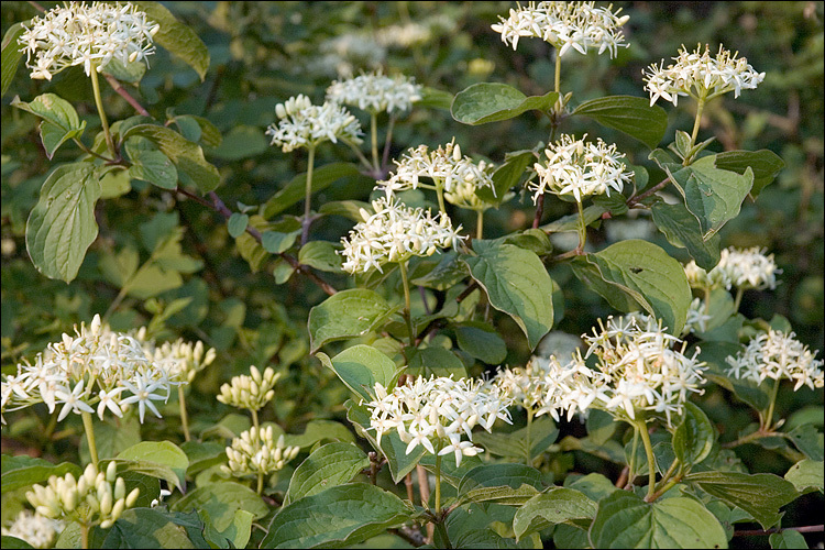 Imagem de Cornus sanguinea L.