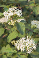 Image of bloodtwig dogwood