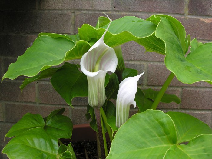 Image of Arisaema candidissimum W. W. Sm.