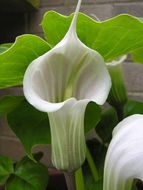 Image of Arisaema candidissimum W. W. Sm.