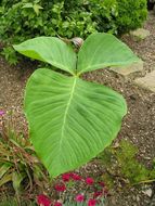 Image of Arisaema fargesii Buchet