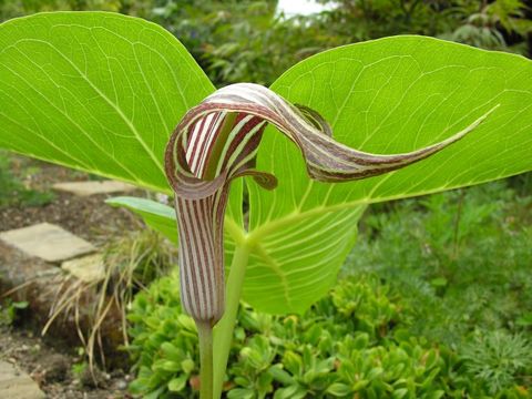 Image of Arisaema fargesii Buchet