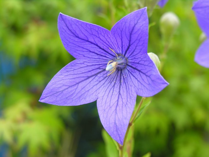 Image of balloon-flower