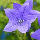 Image of balloon-flower