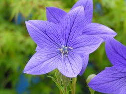 Image of balloon-flower