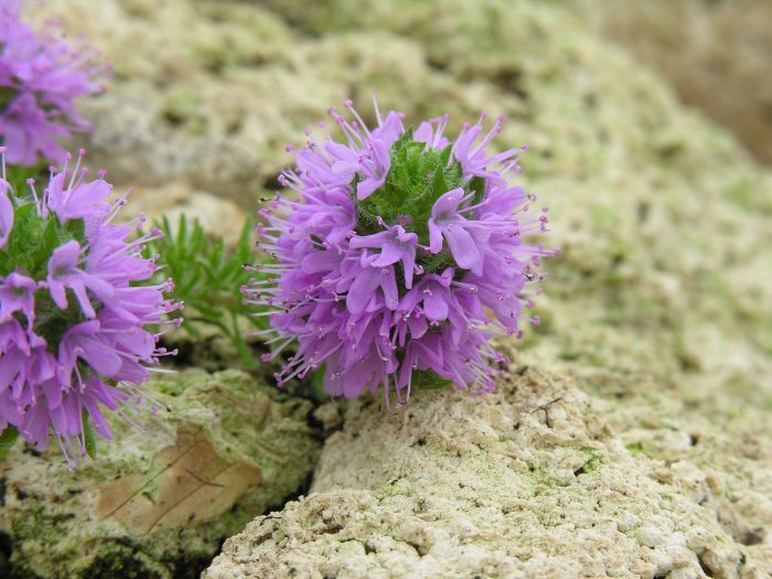 Image of Thymus cilicicus Boiss. & Balansa