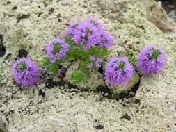 Imagem de Thymus cilicicus Boiss. & Balansa