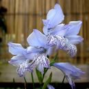 Image of Blue Gladiolus