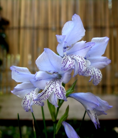 Image of Blue Gladiolus