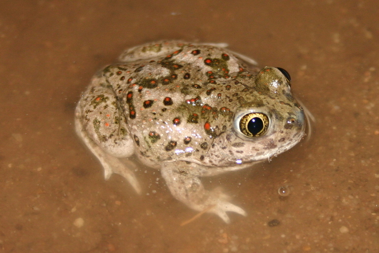 Image of Western Spadefoot Toad