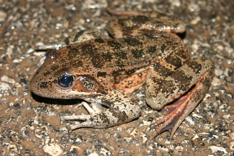 Image of California Red-legged Frog