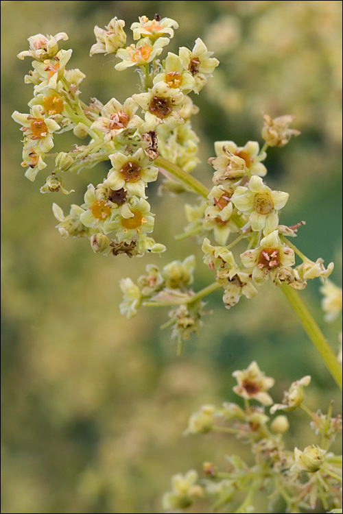 Cotinus coggygria Scop. resmi