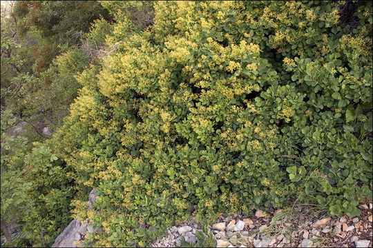 Image de "Arbre à perruque, Sumac Fustet"