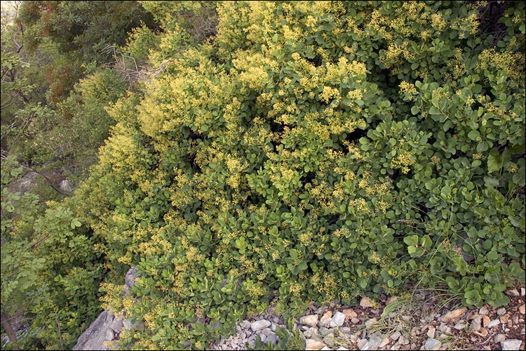 Image of European smoketree