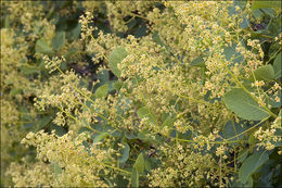 Cotinus coggygria Scop. resmi