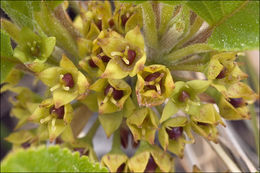 Слика од <i>Rhamnus pumila</i>