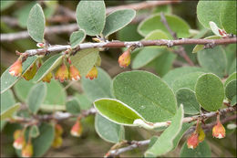 Imagem de Cotoneaster integerrimus Medik.