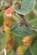 Imagem de Cotoneaster integerrimus Medik.