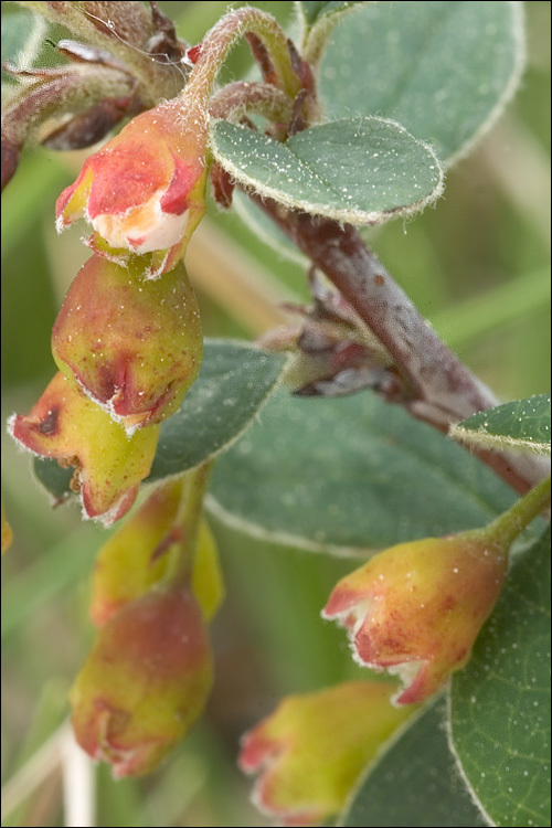 Imagem de Cotoneaster integerrimus Medik.