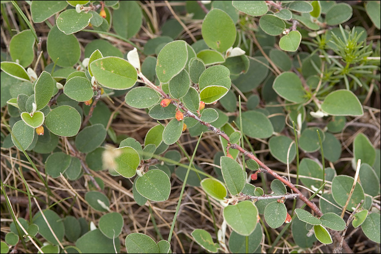 Imagem de Cotoneaster integerrimus Medik.