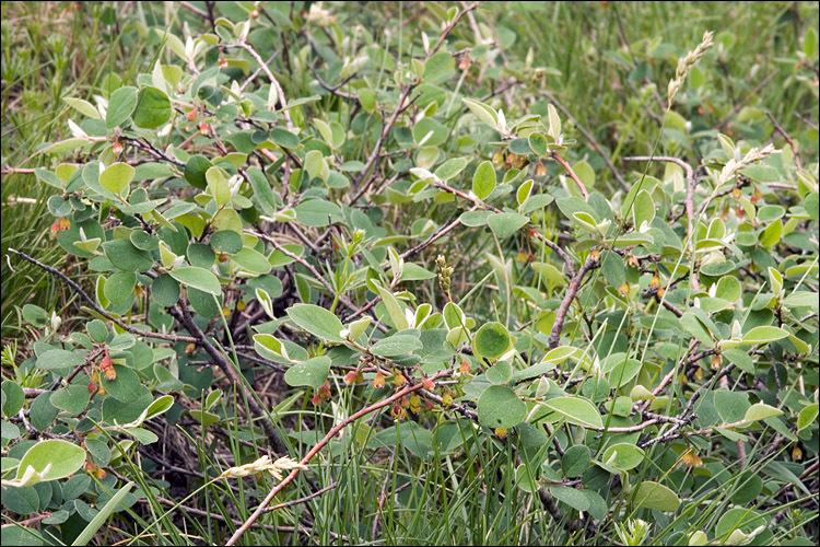 Imagem de Cotoneaster integerrimus Medik.