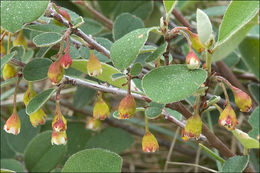 Imagem de Cotoneaster integerrimus Medik.