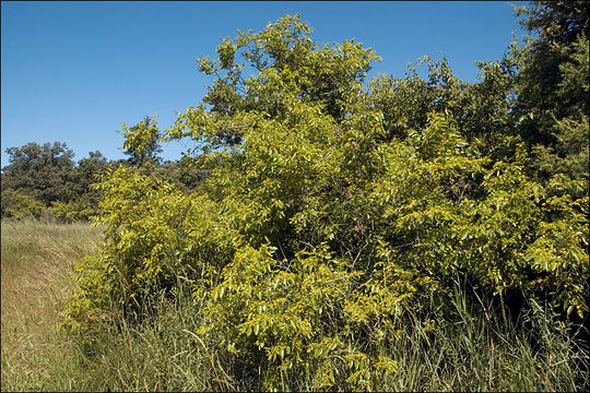 Image de Paliurus spina-christi Miller