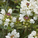 Image of cutleaf selfheal