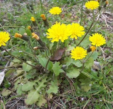 Image of Crepis sancta (L.) Babc.