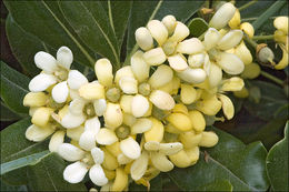 Image de Pittosporum tobira (Murray) Aiton fil.