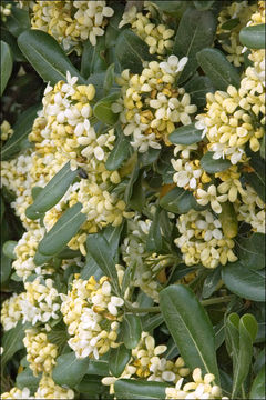 Image de Pittosporum tobira (Murray) Aiton fil.