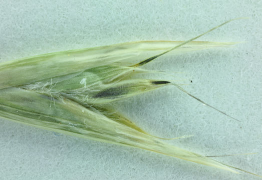 Image of California oatgrass