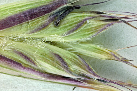 Image of California oatgrass