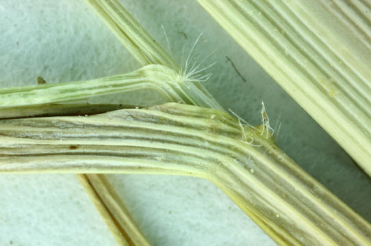 Image of California oatgrass