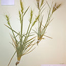 Imagem de Elymus elymoides subsp. californicus (J. G. Sm.) Barkworth