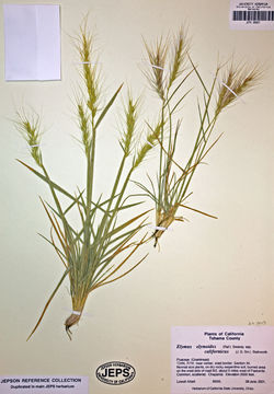 Слика од Elymus elymoides subsp. californicus (J. G. Sm.) Barkworth